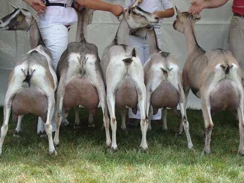 Hawk's Hill Farm
