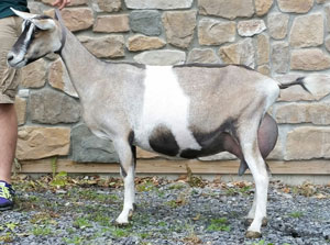 GCH Hawk’s Hill Farm Z. Lacey