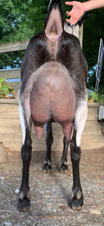 Roeburn’s Jentle Erin