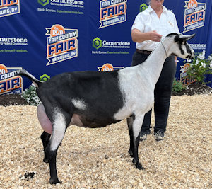 Roeburn’s Jentle Erin